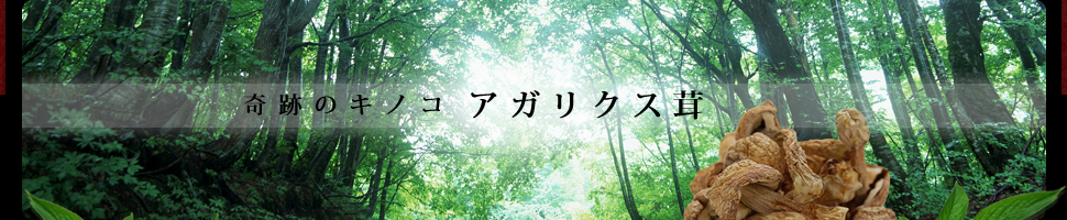 奇跡のキノコ｜アガリクス茸