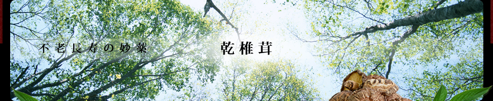 不老長寿の妙薬｜乾椎茸
